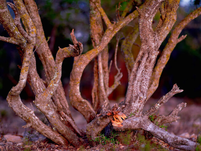 a forest scene demonstrating what to look for on our photography courses